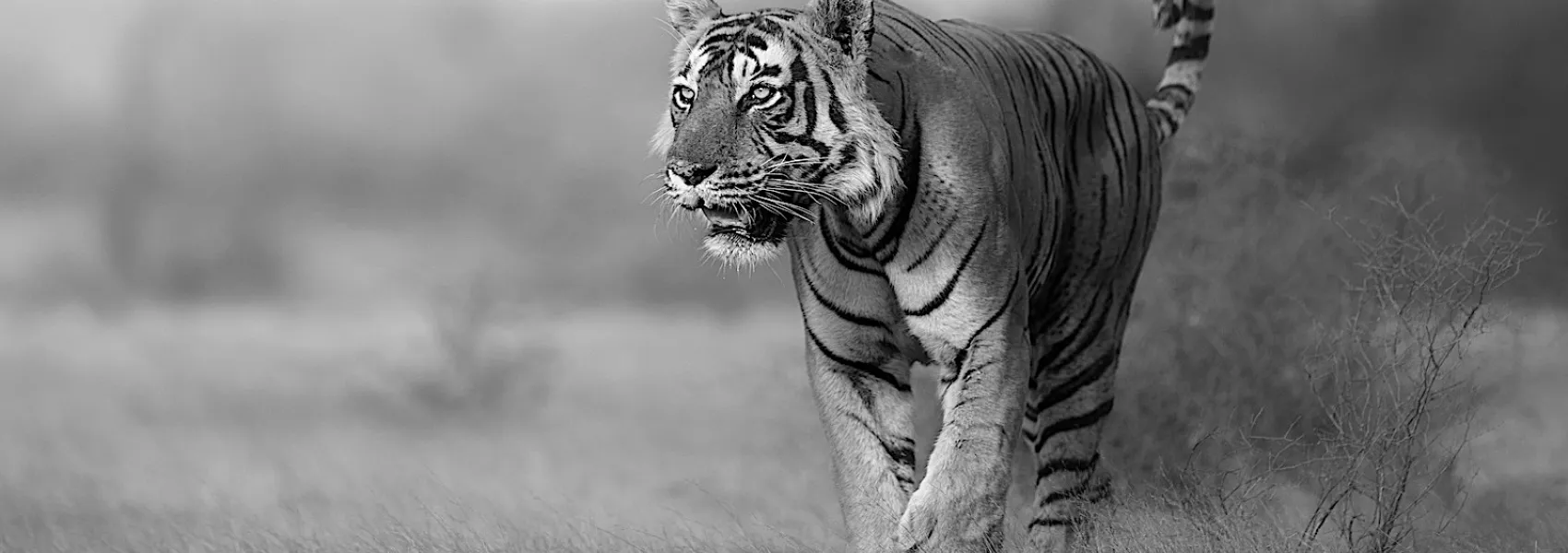 Harnessing the Power and Precision of a Tiger for Your Drupal Web Development Needs.